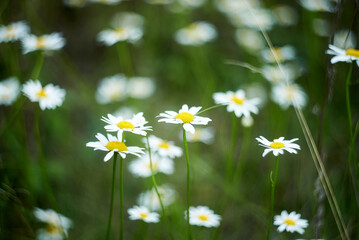 White daisies blooming in the field