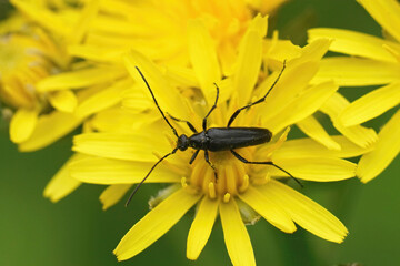 Closeup on a small dark black longhorn beetle, Stenurella nigra sitting on a yellow flower