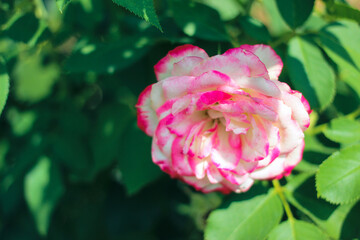 Beautiful Selection Rose Close-up in Summer Sunny Garden. Romantic Floral Bakcground or Greeting Card.