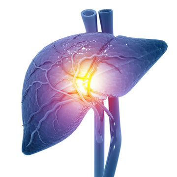 Human liver anatomy on medical background. 3d illustration