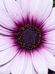 Obraz premium Closeup on a pink spanish marguerite daisy flower