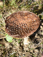 Panthercap mushroom Amanita pantherina growing in a forest