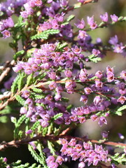 Purple flowers on common heather Calluna vulgaris