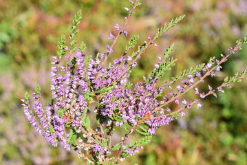 Purple flowers on common heather Calluna vulgaris