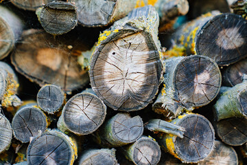 stacked firewood. firewood for kindling stoves, barbecue. harvesting firewood for the winter....