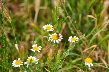 Group of Chamaemelum nobile commonly known as chamomile or common chamomile or Roman perennial herb of the Asteraceae family with insects perched on its petals
