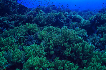 Naklejka na ściany i meble coral reef background, underwater marine life ecosystem ocean sea