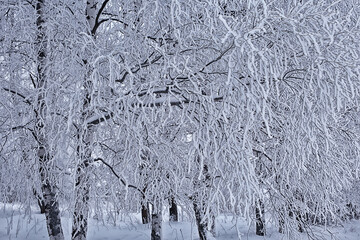 branches covered with frost background abstract winter december view
