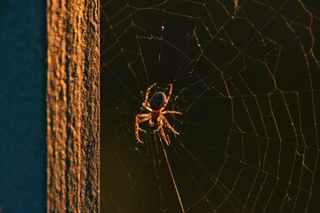 Spinne - Spider - Animal