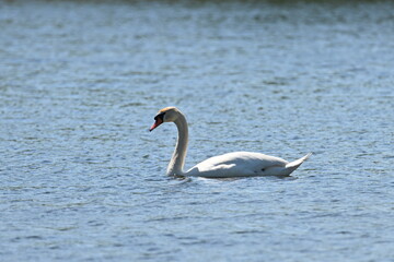 Bird - Animal - Schwan