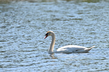 Schwan - Bird - Wildlife