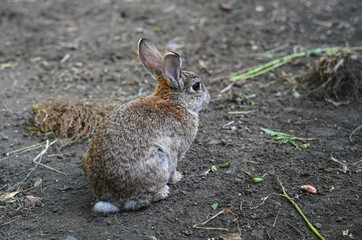 Fototapeta premium Lapin animal garenne