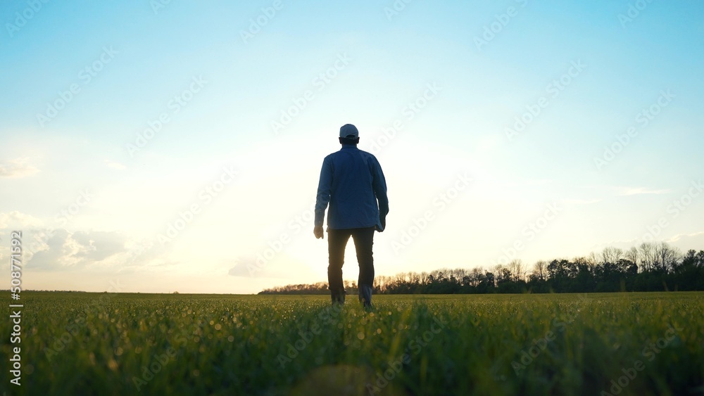 Wall mural agriculture. man farmer a agronomist walk green field of wheat grass. agriculture farming business c