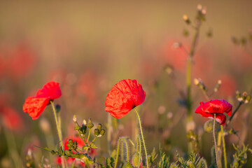 Vibrant poppies in summer with evening light