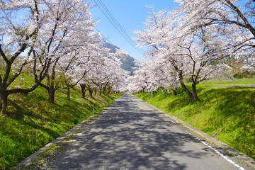 日本の春　桜