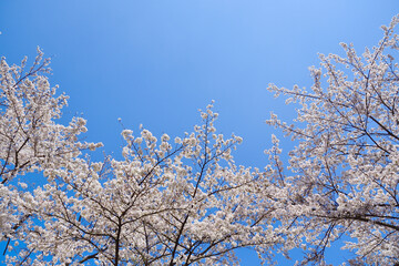 日本の春　桜