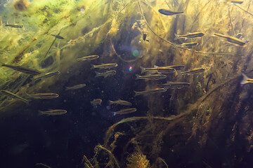 Fototapeta na wymiar school of fish freshwater aquarium, background ecology fish underwater