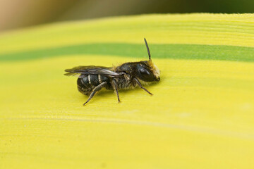 Closeup on a male Large- headed Armoured-Resin Bee, Heriades truncorum sitting on a bamboo leaf