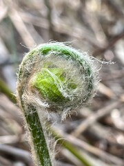 上高地 ゼンマイ 山菜 長野県