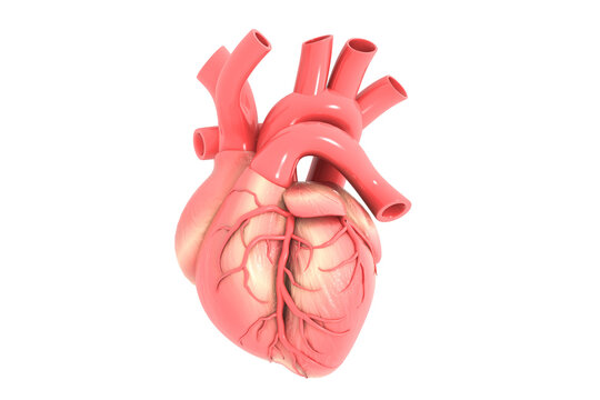 Anatomy of a human heart. 3d illustration