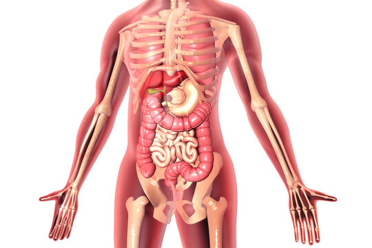 Anatomy of human body with organs. 3d illustration