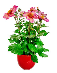 Isolated potted dahlia flower