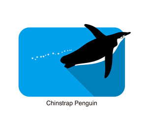 gentoo chinstrap penguin swimming in the sea