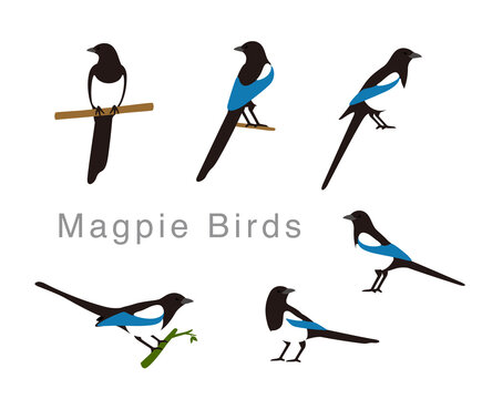 Magpie bird poses set, vector illustration
