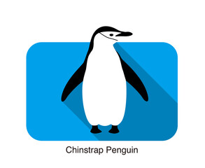 gentoo chinstrap penguin standing on the ground