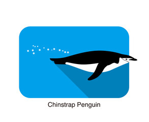 gentoo chinstrap penguin swimming in the sea