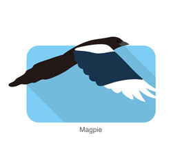Magpie bird flying, vector illustration
