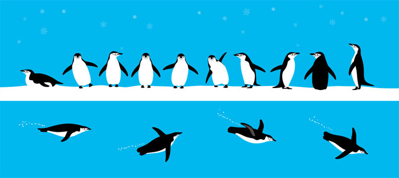 gentoo chinstrap penguins standing on the ground, slipping on the ice, swimming on the sea