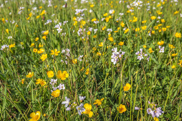 Wild plants and flowers along a Dutch polder ditch. The photo shows grasses, yellow buttercups, pale violet cuckoo flowers and other species. The photo was taken at the beginning of the spring season.