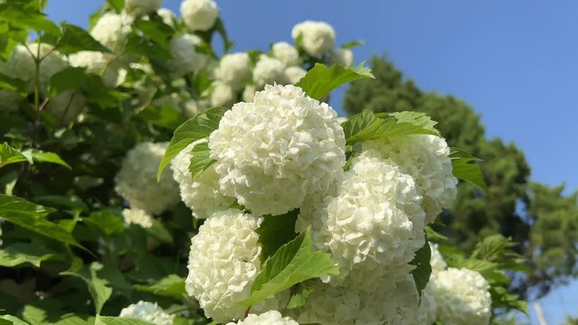 Beautiful Snowball tree in the garden. Blooming spring flowers. Guelder Rose (Viburnum opulus) 