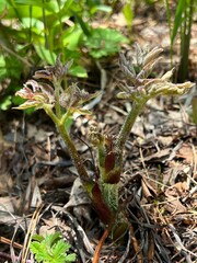 上高地 うど 山菜 長野県