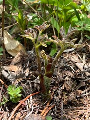 上高地 うど 山菜 長野県