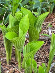 上高地 ウルイ 山菜 長野県