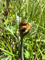 上高地 わらび 山菜 長野県