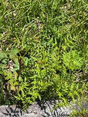 上高地 わらび 山菜 長野県