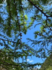 上高地 カラマツ 長野県