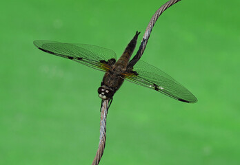 Libelle auf dem Drahtseil