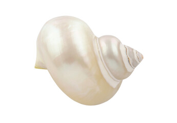 Pearl snail seashell isolated on white background	
