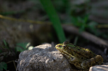 frog close up