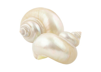 Two pearl seashells isolated on white background