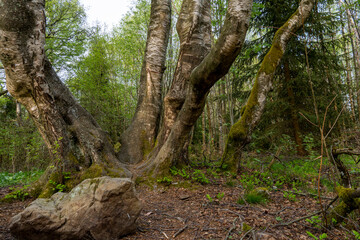 Alte Birke im Schwarzen Moor/Rh&ouml;n
