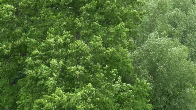 Frame full of leafy trees in the wind.
Telephoto shot of leaves being blown about.