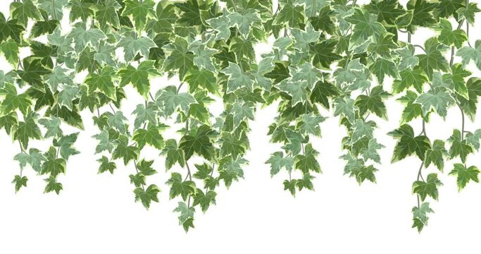 Ivy growing and bending on white background, alpha included luma matte loop 4K