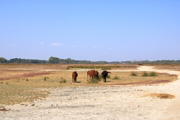 Fototapeta na wymiar Running wild horses from Danube Delta