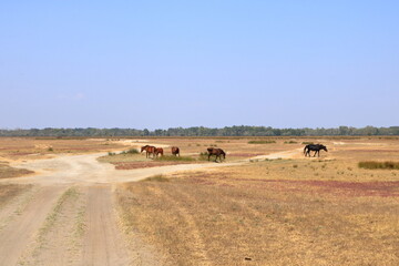 Fototapeta na wymiar Running wild horses from Danube Delta