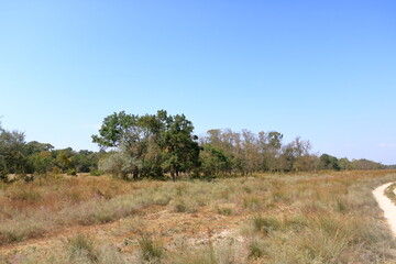 Summer landscape of Letea Natural Reserve Forest, unique landmark in Europe (Danube Delta Romania)